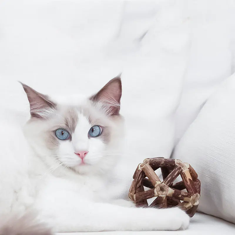 Cat Toy Set with Catnip & Polygonum Dental Chew Balls – Natural Teeth Cleaning 8cm